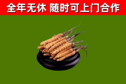 罗城县回收散虫草