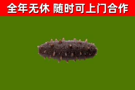 罗城县回收海参干